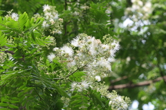 Albizia odoratissima